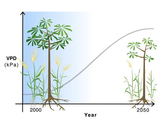 VPD effect on plants - Credit: Maria H Park